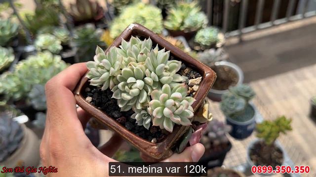 Thêm lô sen thuần có cả cây chơi | succulent Gia Nghia смотреть онлайн