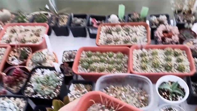 Обзор сеянцев суккулентов в теплице смотреть онлайн