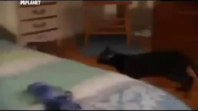 Гавана 101kote.ru Havana 101cats смотреть онлайн