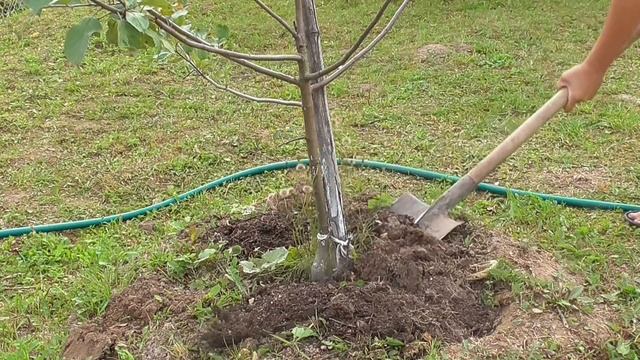 Осенняя подкормка плодового дерева. смотреть онлайн