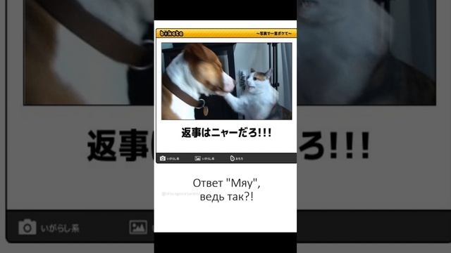 мемы на японском языке №19 (японский язык по мемам)