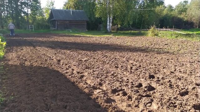 Как я сею сидераты. How I Sow Siderat.