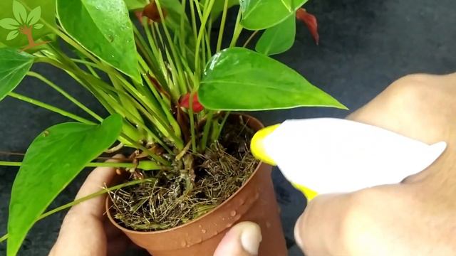 AGORA SÓ USO ISSO NAS MINHAS PLANTAS смотреть онлайн