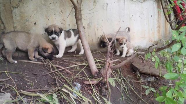 Бедная бездомная собака родила щенков !!!￼ смотреть онлайн