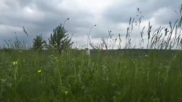 ASMR шум ветра, шелест травы, пение птиц Проход девятиповоротного лабиринта смотреть онлайн