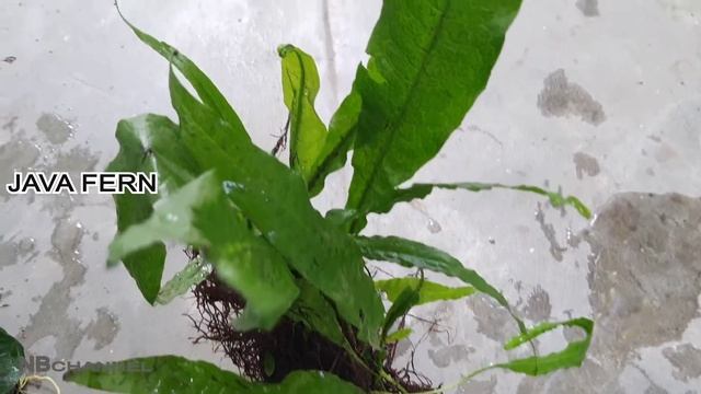 Aquarium Plants Java Fern and Anubias | Low Maintenance Aquarium Plants in Tamil | смотреть онлайн