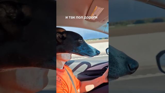 #meme #memes смотреть онлайн