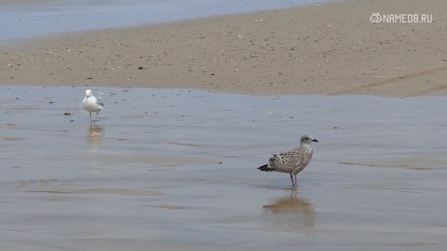 Учебник Ремонта