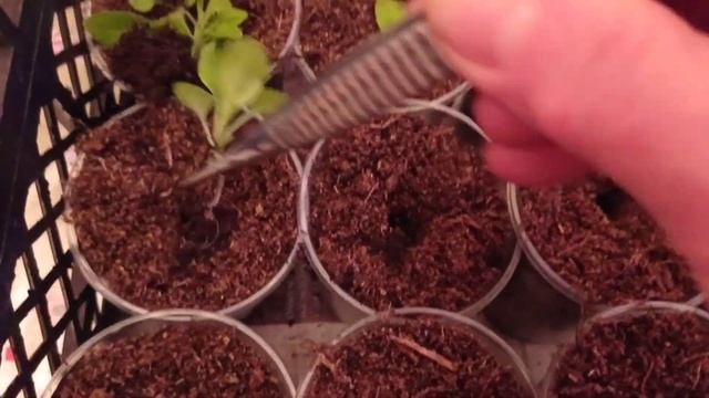 Пикировка петунии, о ней можно бесконечно.... 02.03.21 смотреть онлайн