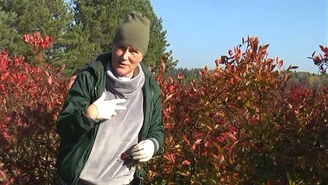 Как правильно подготовить голубику к зиме смотреть онлайн