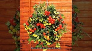 Как сажать, выращивать и формировать куст ампельных томатов