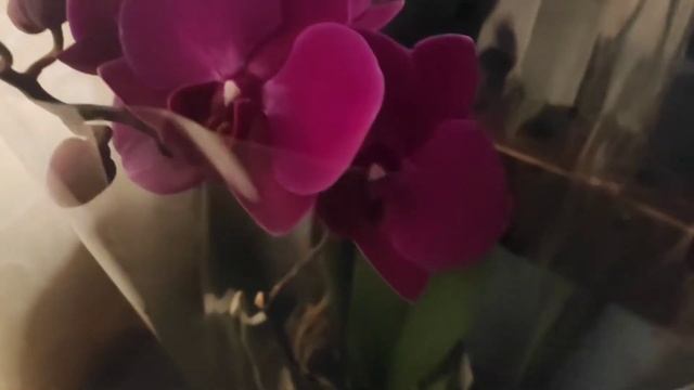 С 8 марта!?Подарок мужа мне и дочери?А вы любите орхидеи?! смотреть онлайн