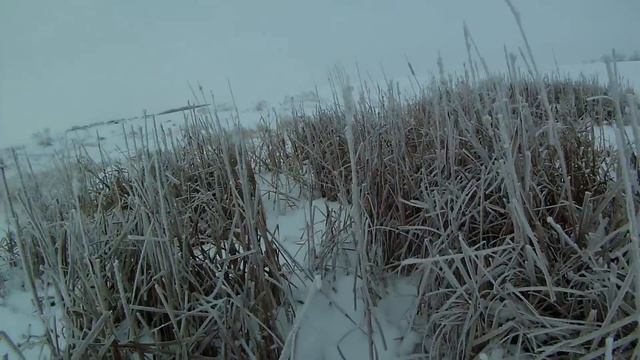 Канада - Охота на койота (луговой волк) петлями смотреть онлайн