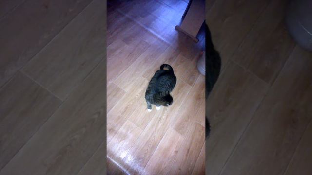 Кот балдеет от хлорки. смотреть онлайн