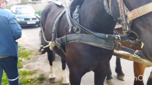 ЗАПРЯГЛИ НЕОБУЧЕННУЮ ВОРОНУЮ КОБЫЛУ ПЕРВЫЙ РАЗ В ПАРАКОНКУ/training a young mare смотреть онлайн