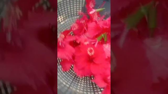 # ভুল করে ওই তিনটি গাছ বাড়িতে কখনোই লাগাবেন না # смотреть онлайн