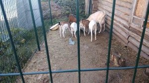 Как и чем кормить коз. Рацион моих коз.