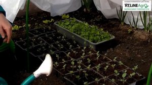 ? Подкормка рассады брокколи. Выращиваем капусту брокколи.