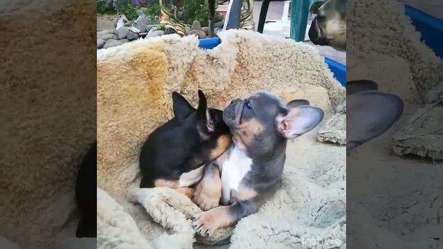 Blue tan ---Choco tan CutestRelationship French Bulldog and Bulldog Videos2019#20 смотреть онлайн