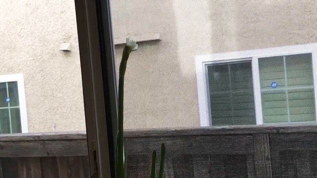 Forcing Paperwhites For The Fragrant Garden