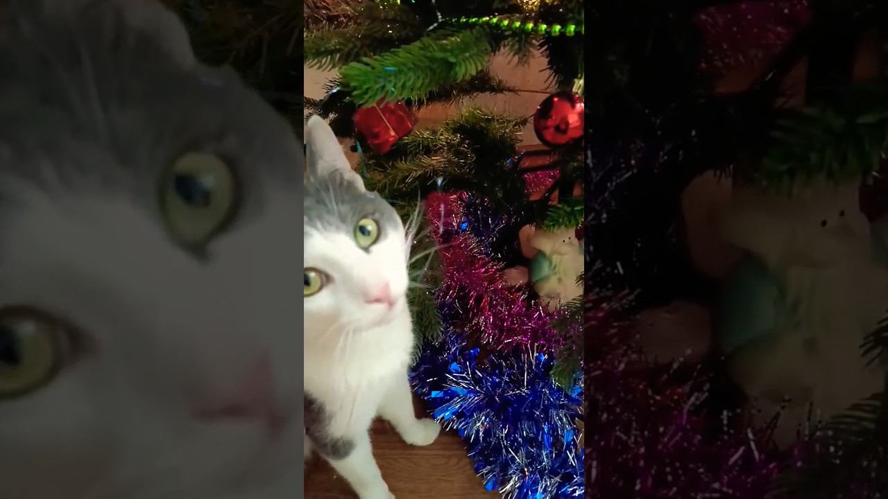 Вопрос Путину от Мурзика!?#кот #мурзик #питомец #путин #котики #приколы смотреть онлайн