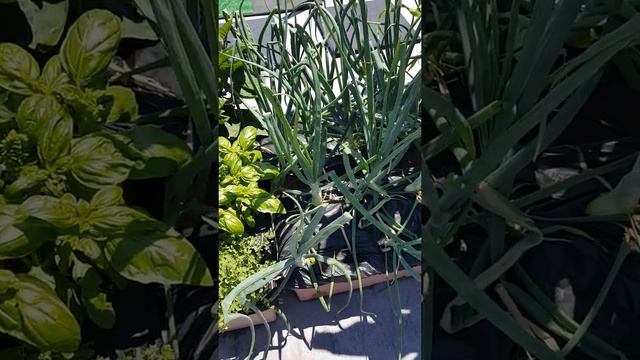 Мини-экскурсия по крыше Бруклина. Орегано и базилик. June 27, 2017 смотреть онлайн