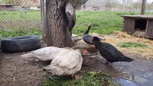 Мускусные утки, индоутки, шипуны. Особенности поведения, расселение по семьям. Узнала новое для себ