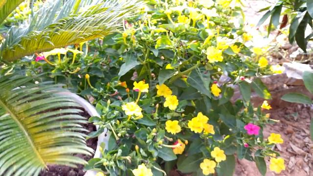 Akșamsefası Mirabilis Jalapa смотреть онлайн