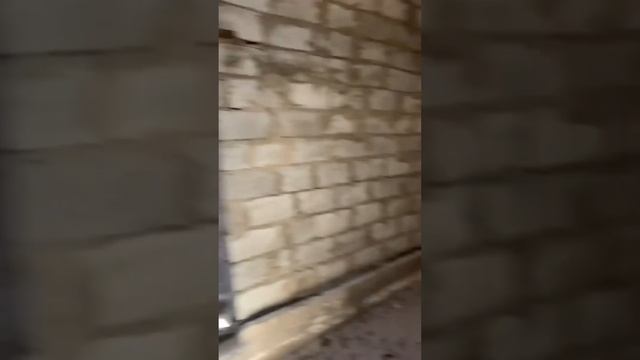 Нашли котят на заброшенной ферме?! смотреть онлайн