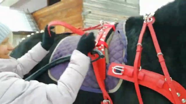 Евроупряжь, двуколка, декабрь 2022г. Минусинск #лошади #упряжка #прокат #конныйклуб #заливныелуга смотреть онлайн