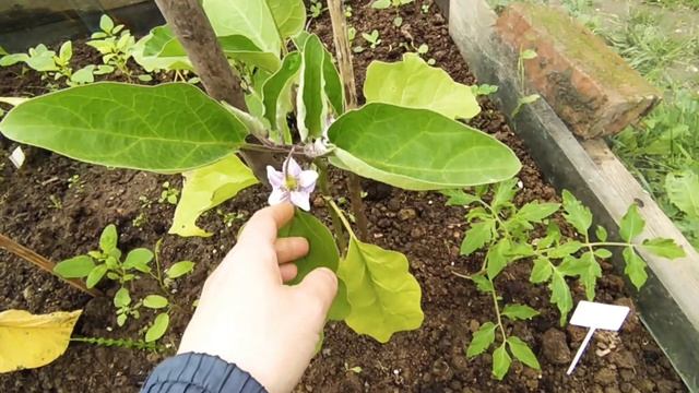 Навожу порядок в огороде/Борьба с вредителями и сорняками(часть1) смотреть онлайн