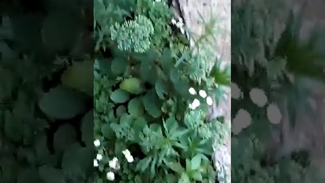 Собака какае смотреть онлайн