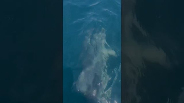 шоу дельфинов в открытом море