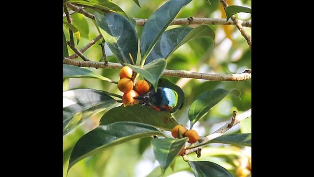Синеухий бородастик (Psilopogon duvaucelii) Blue eared barbet смотреть онлайн