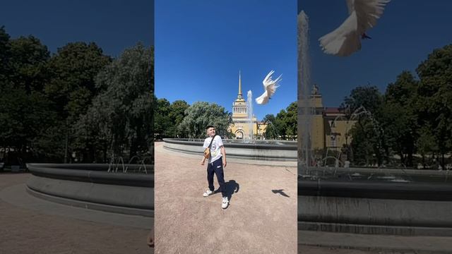 Очень красивые голуби 🕊️ смотреть онлайн