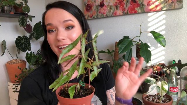 BEGONIA AMPHIOXUS | Care Tips And Tricks