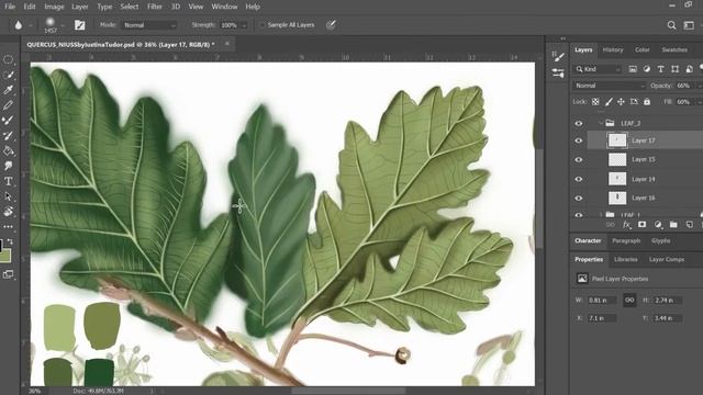 ?Quercus petraea (Oak tree) - Botanical illustration time-lapse in Photoshop смотреть онлайн