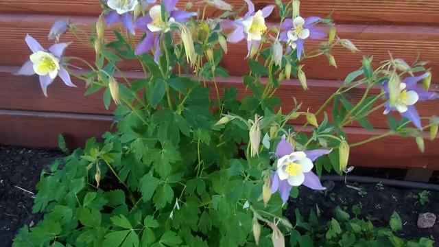 Аквилегии в моем саду. Прекрасный нежный водосбор смотреть онлайн