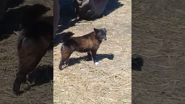 Это вопли сеим пшеницу смотреть онлайн