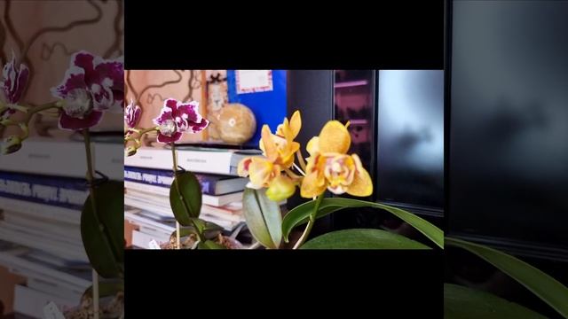 Phal. I-Hsin Smile Lucifer Орхидея от Pom Orchids Улыбка Люцифера. Цветение коллекции фаленопсисов смотреть онлайн