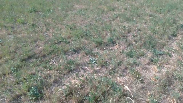 Сеял люцерну а выросло ???? смотреть онлайн