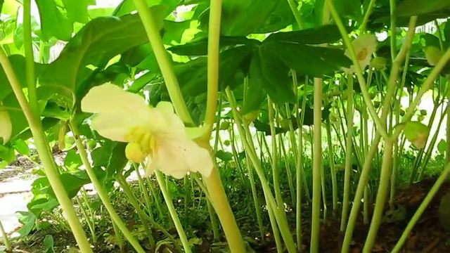 Mayapple with flowers in first week of May, Podophyllum peltatum, or May Apple смотреть онлайн