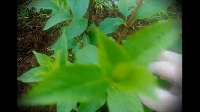 Нормирование гортензии в июне. Удаляем слабые побеги . Panicle hydrangea. смотреть онлайн