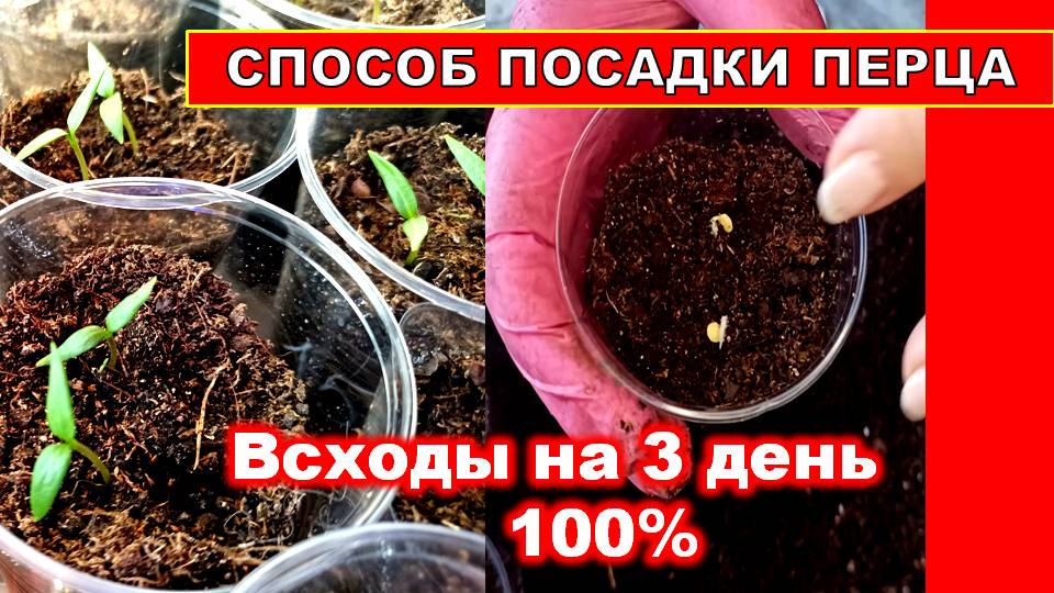 ПОСАДКА ПЕРЦА НА РАССАДУ! ПЕРЕЦ ВСХОДИТ НА 3 ДЕНЬ 100% РЕЗУЛЬТАТ! БМ смотреть онлайн