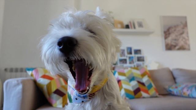 Is Your Westie Dog Annoyed or Stressed? 5 SIGNS OF DISCOMFORT ? 4K смотреть онлайн
