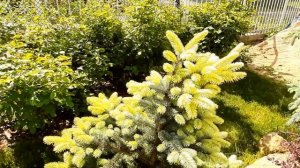 Пион Паула Фей. Цветущий палисадник.