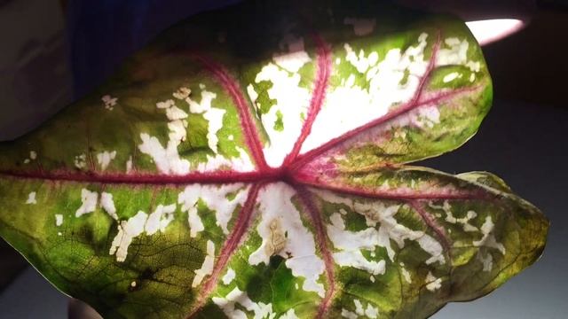 КАЛАДИУМ. Особенности Ухода