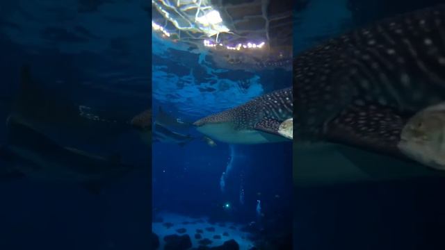 🦈 Китовые акулы - это не киты, а акулы. И это самая большая рыба в море 🌊 смотреть онлайн