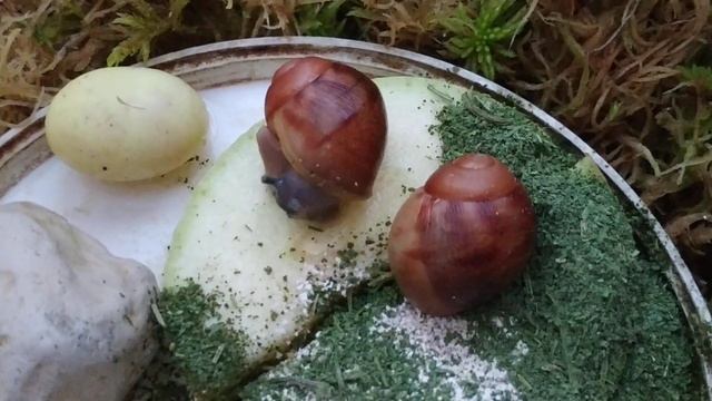 Детки Зайчиков и Овумята ф1#овумы #улитка смотреть онлайн