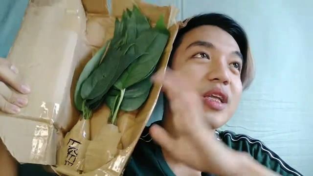 CEBU BLUE POTHOS VS EPIPREMNUM PINNATUM (REGULAR FORM) |Part II